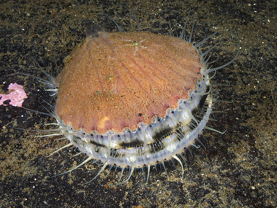 Aequipecten opercularis